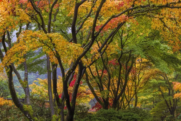 Canopy de árbol de arce japonés — Foto de Stock