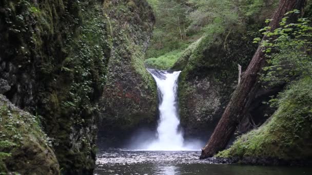 Fışkıran su yumruk kase Falls Eagle Creek içinde Columbia River Gorge Ulusal doğal alan, Oregon, Amerika Birleşik Devletleri 1080p film — Stok video