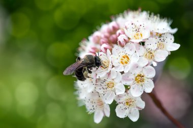 Honeybee Pollinating Flower Macro clipart