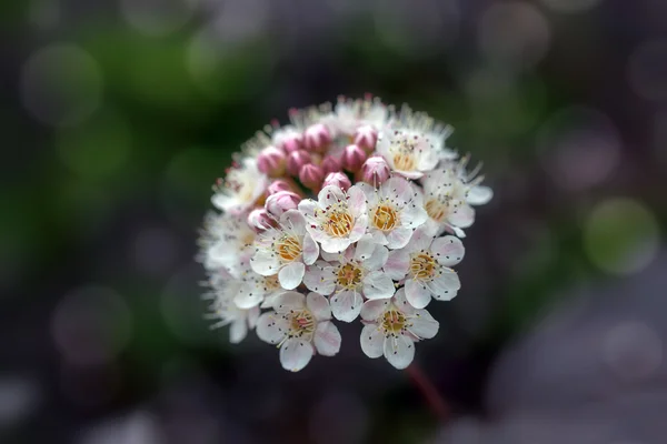 Ninebark Flowers Macro — Stock Photo, Image