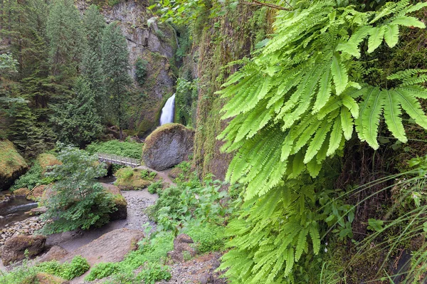 Caídas de Wahclella con helechos de Maidenhair — Foto de Stock