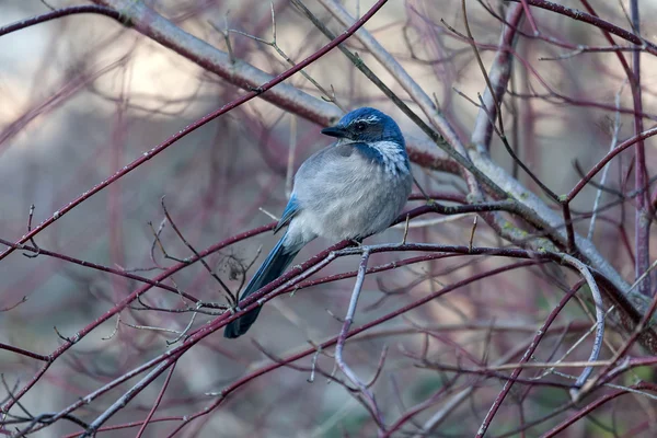 Western Scrub Jay Resting on Tree Branch — Stock Photo, Image