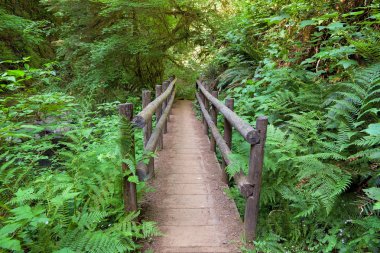 Wood Bridge in Sweet Creek Falls Hiking Trail clipart