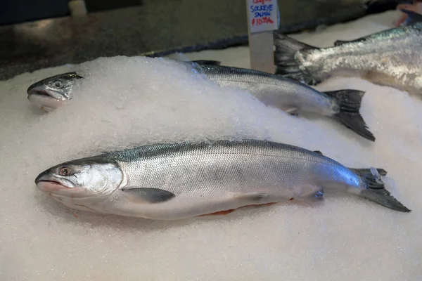 Trol taze Sockeye somon buz üzerinde yakaladı. — Stok fotoğraf