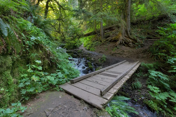 Ponte de madeira sobre Wahkeena Creek Trilha de caminhada — Fotografia de Stock