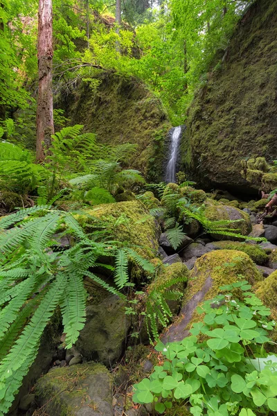 Mossy Grotto Falls in Spring — Stock Photo, Image