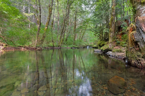 Floresta de riacho de quedas — Fotografia de Stock
