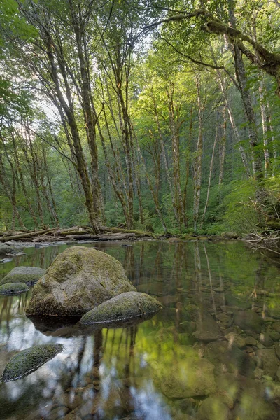 Falls Creek in Gifford Pinchot National Forest — Stockfoto