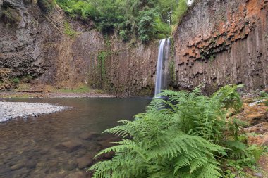 Eğrelti otu eğreltiotu bahar mevsimi ile Abiqua Falls Oregon