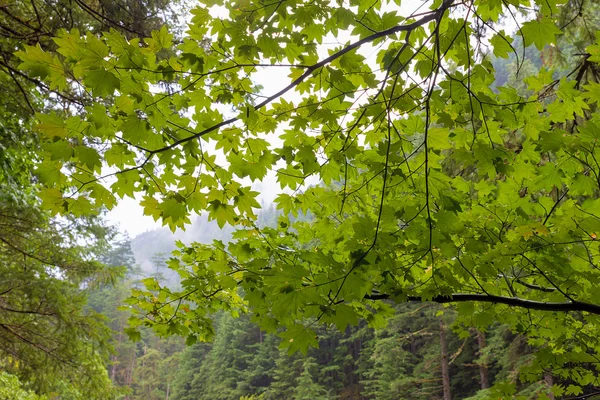 Révu Maple v Columbia River Gorge — Stock fotografie