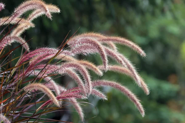 Purple Fountain Grass Closeup — Stock Photo, Image