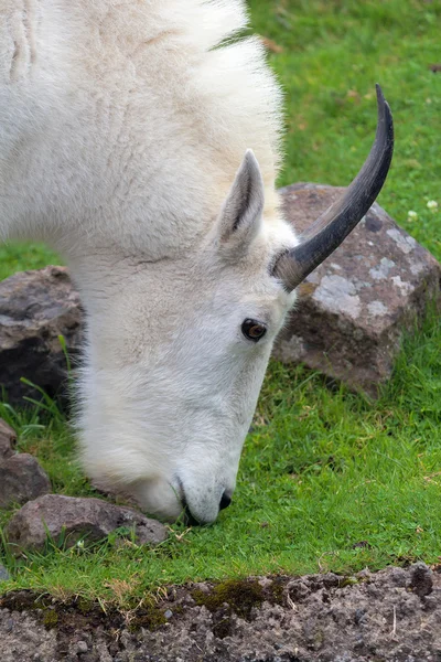 Rocky Mountain Goat Grazing Closeup — Stock Photo, Image