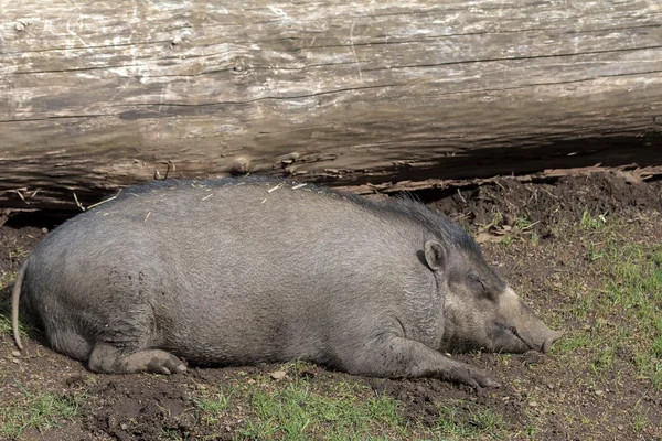 Visayan vårtliknande gris sugga sova — Stockfoto