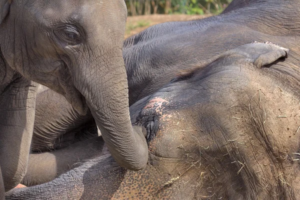 Mother and Baby Asian Elephant Closeup Portrait — Stock Photo, Image