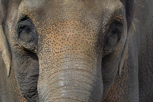 Asian Elephant Closeup Portrait Abstract — Stock Photo, Image