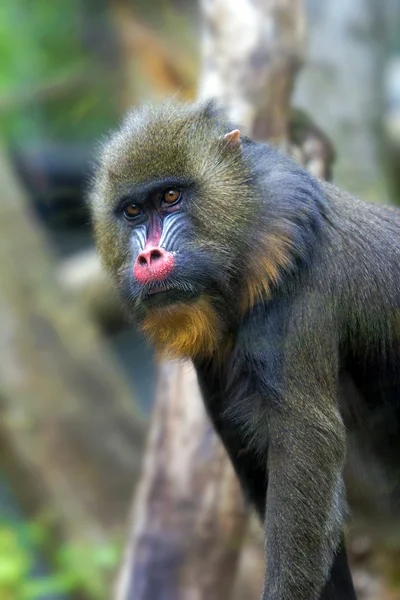 Mandrill'di maymun erkek — Stok fotoğraf