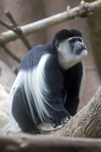 Чёрно-белая колобусная обезьяна — стоковое фото