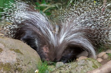 African Crested Porcupine Pair clipart