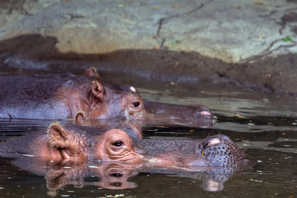 Par de Anfibios Hipopótamos — Foto de Stock