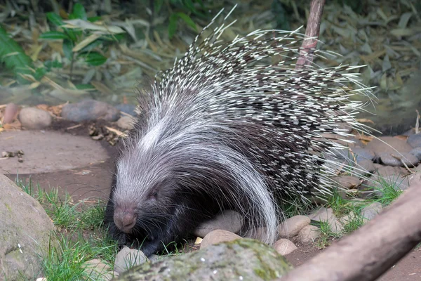 Afrikanska Crested Porcupine — Stockfoto