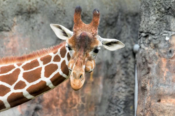 Żyrafa z Puffy policzków — Zdjęcie stockowe