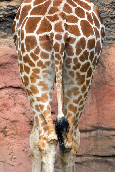 Tail of the Giraffe Abstract