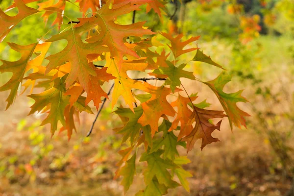 Oak Leaves and Morning Warm Light in Fall Season — Stock Photo, Image