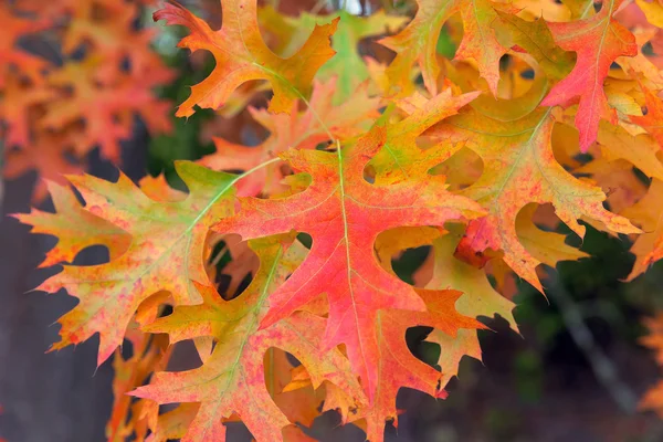 Hojas de roble en colores de otoño — Foto de Stock