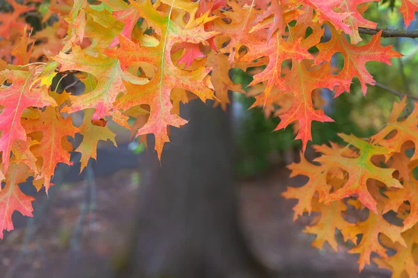 Oak Leaves on Tree Branches in Fall Season — Stock Photo, Image