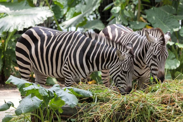 Cebra Par de pastoreo en la naturaleza — Foto de Stock