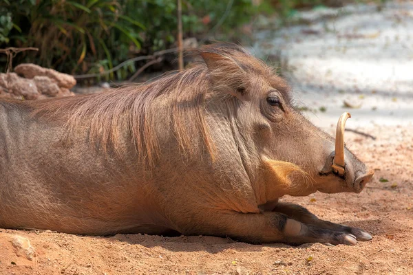Warthog Basking in the Sun in the Wil — Stock Photo, Image