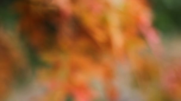 Rovere autunnale colorato lascia fuori fuoco bokeh in background focus nella stagione autunnale 1080 — Video Stock