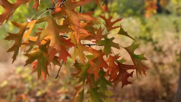 Otoño Color Roble hojas en ramas balanceándose en un día ventoso otoño temporada película 1080p — Vídeo de stock