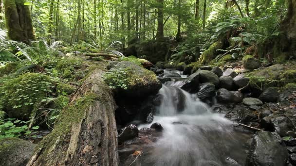 Vízesés patak erdő és a pusztában való Gifford Pinchot National Forest, a víz áramlik Audio hang Washington állam 1080p — Stock videók