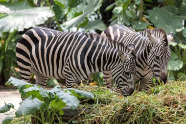 Zebra çifti otlatma