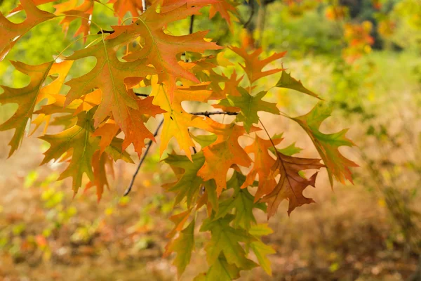 Hojas de roble y luz cálida por la mañana en temporada de otoño — Foto de Stock