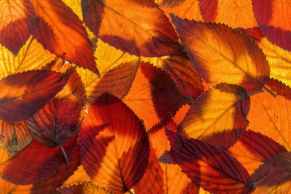 Viburnum Fondo de follaje de otoño — Foto de Stock