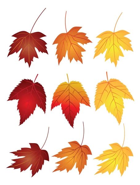 Hojas de arce en colores de otoño Ilustración — Vector de stock