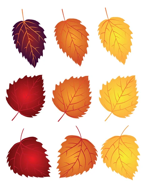 Hojas de Abedul en Colores de Otoño Vector Illustration — Vector de stock