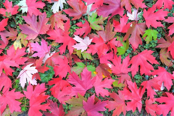 Maple Leaves Burr Ground Cover Background — Stock Photo, Image