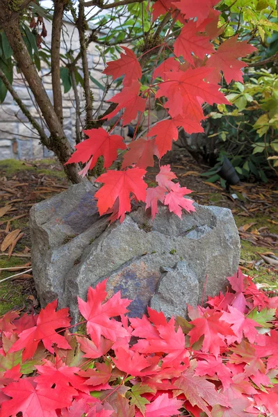 Rock under the Maple Tree in Fall — Stock Photo, Image