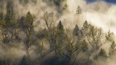 Ultra yüksek çözünürlüklü 4k zaman atlamalı film, kalın haddeleme sis üzerinde çarpık nehir yakın Sandy Oregon gündoğumu bir erken sabah Jonsrud açısından