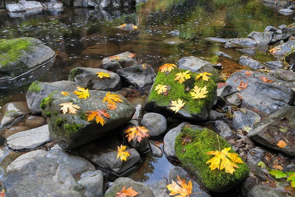 Höst lönnlöv på Cedar Creek — Stockfoto