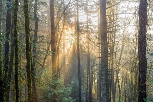 Raios de sol através da névoa na floresta — Fotografia de Stock