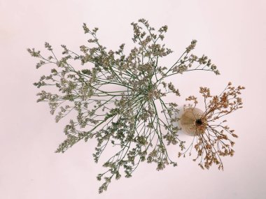 herbarium, pussies, bouquet of flowers on white background