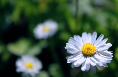 Bitkilerin doğal arka planı, doğanın dokuları.