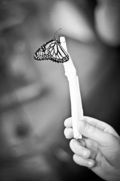Schmetterling Auf Einem Ast — Stockfoto