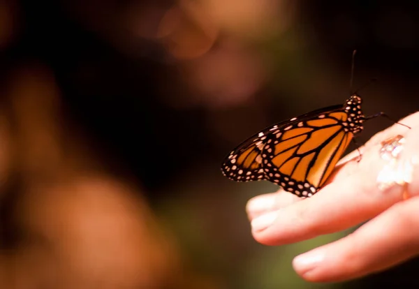 Бабочка Ветке — стоковое фото