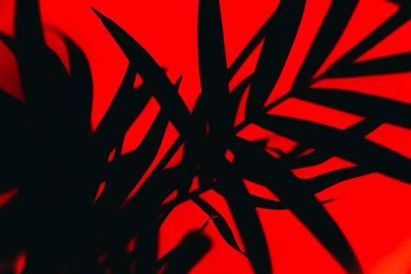 Silueta Tmavých Tropických Listů Červeném Pozadí — Stock fotografie