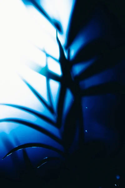 Lila Blaue Pflanzen Auf Weißem Hintergrund — Stockfoto